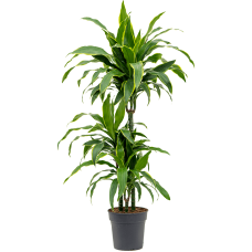 Dracaena fragrans 'Arturo'
