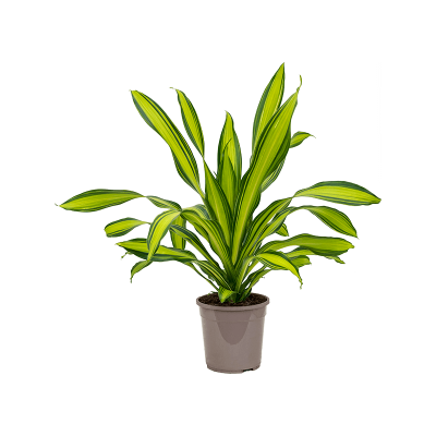 Растение горшечное Драцена/Dracaena fragrans 'Charley'