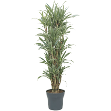 Dracaena deremensis 'Warneckei'