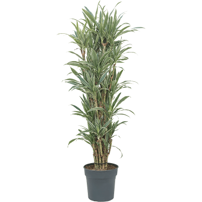 Растение горшечное Драцена/Dracaena deremensis 'Warneckei'