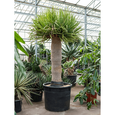 Растение горшечное Драцена/Dracaena draco