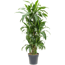 Dracaena fragrans 'Janet Craig'