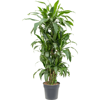 Растение горшечное Драцена/Dracaena fragrans 'Janet Craig'