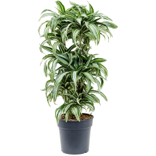 Dracaena fragrans 'Jade Jewel'