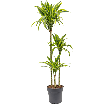 Растение горшечное Драцена/Dracaena fragrans 'Lemon Lime'
