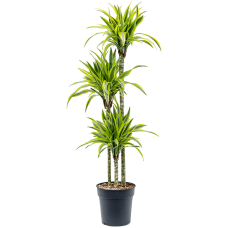 Dracaena fragrans 'Lemon Lime'