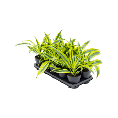 Растение горшечное Драцена/Dracaena fragrans 'Lemon Lime' 10/tray