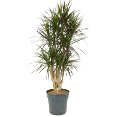 Dracaena marginata 'Margenta'