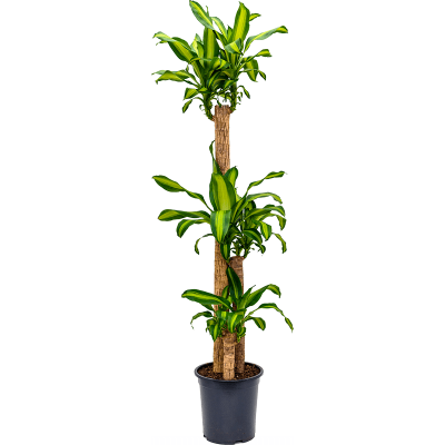 Растение горшечное Драцена/Dracaena fragrans 'Massangeana'