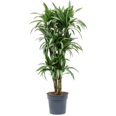 Dracaena fragrans 'Ulises'