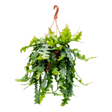 Epiphyllum anthonyanus
