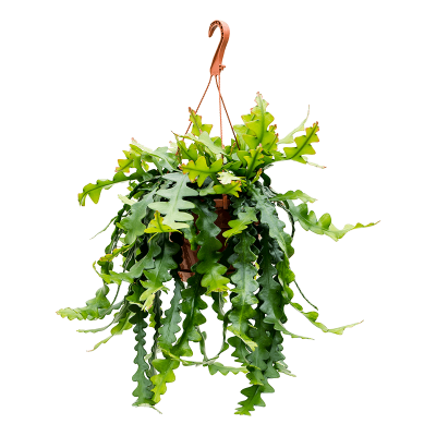 Растение горшечное Эпифиллум/Epiphyllum anthonyanus