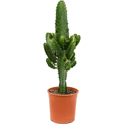 Растение горшечное Молочай/Euphorbia acrurensis