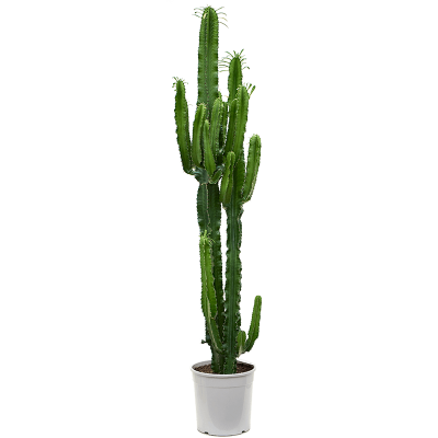 Растение горшечное Молочай/Euphorbia erytrea