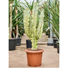 Euphorbia ingens marmorata