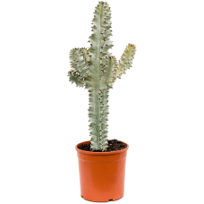 Euphorbia ingens marmorata