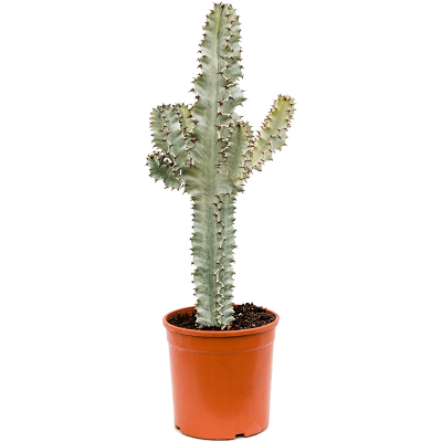 Растение горшечное Молочай/Euphorbia ingens marmorata