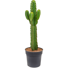 Euphorbia ingens