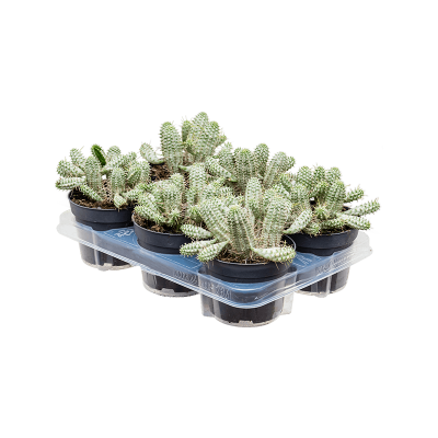 Растение горшечное Молочай/Euphorbia mammillaris 'Variegata' 6/tray