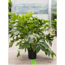 Fatsia japonica