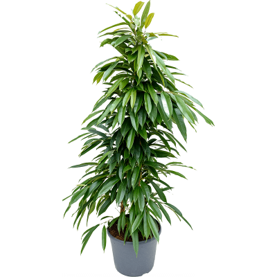 Растение горшечное Фикус/Ficus amstel king