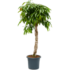 Ficus binnendijkii 'Amstel King'