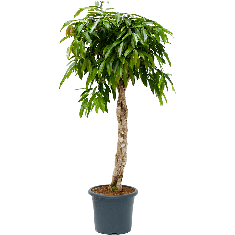 Фикус bin Amstel King. Ficus bin Amstel King Twisted Stem. Фикус Амстел Кинг спираль. Фикус Буши Кинг СТЭМ.