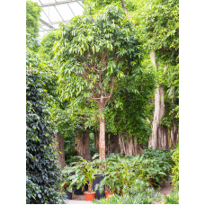 Ficus binnendijkii 'Amstel King'