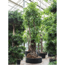 Ficus altissima