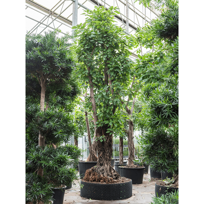 Растение горшечное Фикус/Ficus altissima