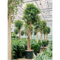 Ficus rubiginosa 'Australis'