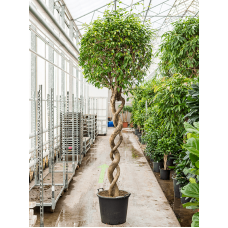 Ficus benjamina 'Exotica'