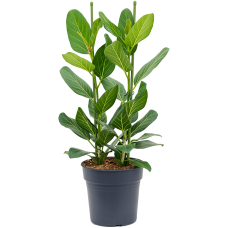 Ficus benghalensis