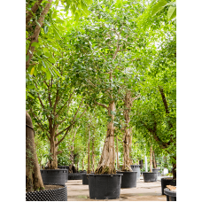 Ficus benghalensis