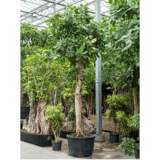 Ficus benghalensis