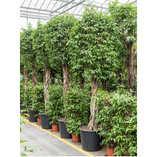 Ficus benjamina columnar