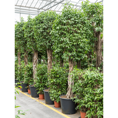 Растение горшечное Фикус/Ficus benjamina columnar