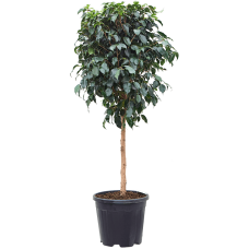 Ficus benjamina 'Danielle'