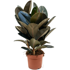 Ficus elastica 'Abidjan'