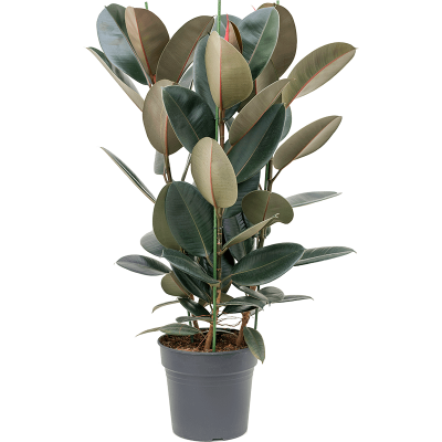 Растение горшечное Фикус/Ficus elastica 'Abidjan'
