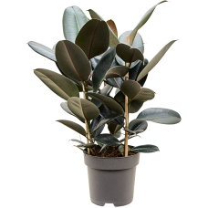 Ficus elastica 'Abidjan'