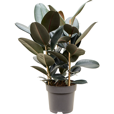 Растение горшечное Фикус/Ficus elastica 'Abidjan'