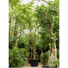 Ficus benjamina 'Foliole'