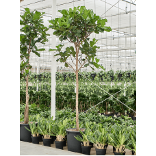 Ficus lyrata (350-400)