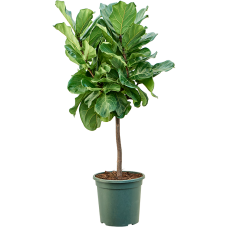 Ficus lyrata