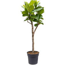 Ficus lyrata