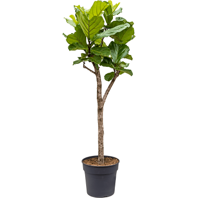 Растение горшечное Фикус/Ficus lyrata