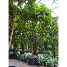 Ficus lyrata