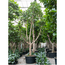 Ficus lyrata