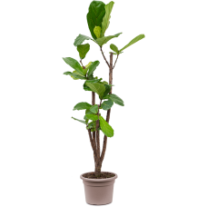 Ficus lyrata